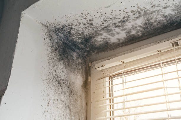 Affordable Basement Mold Removal solutions in Wrightsville, PA